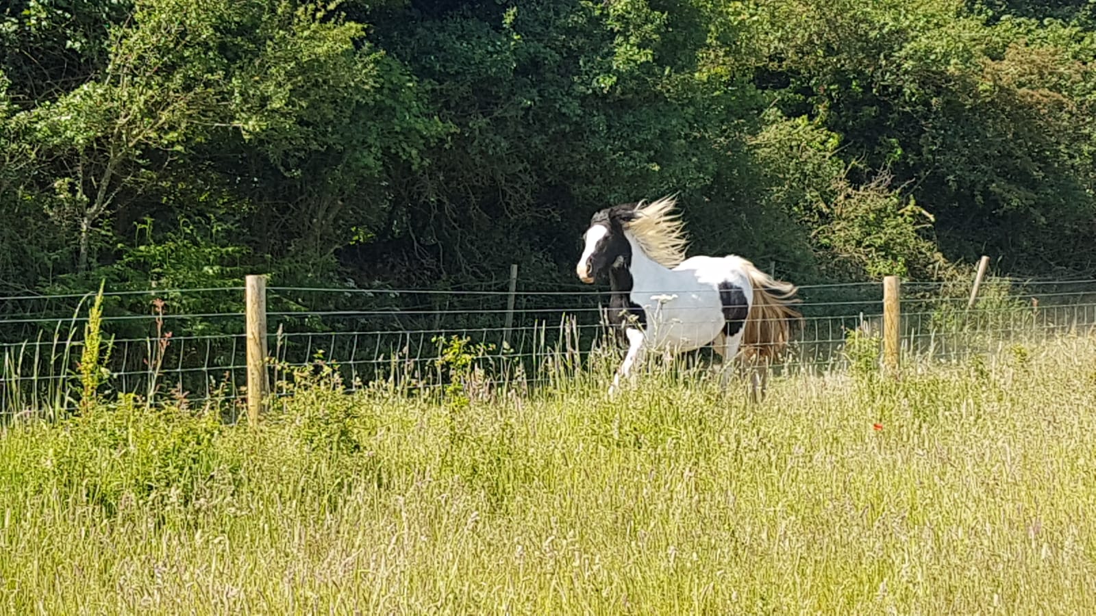 A horse running in a filed at Two Jays Farm Campsite