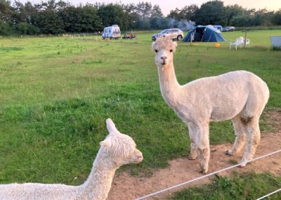 Some Of The Residents On The Campsite